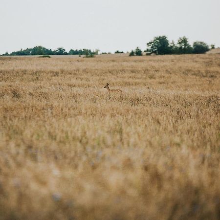 Dziki Las - Domki Na Drzewach Miłomłyn Eksteriør bilde